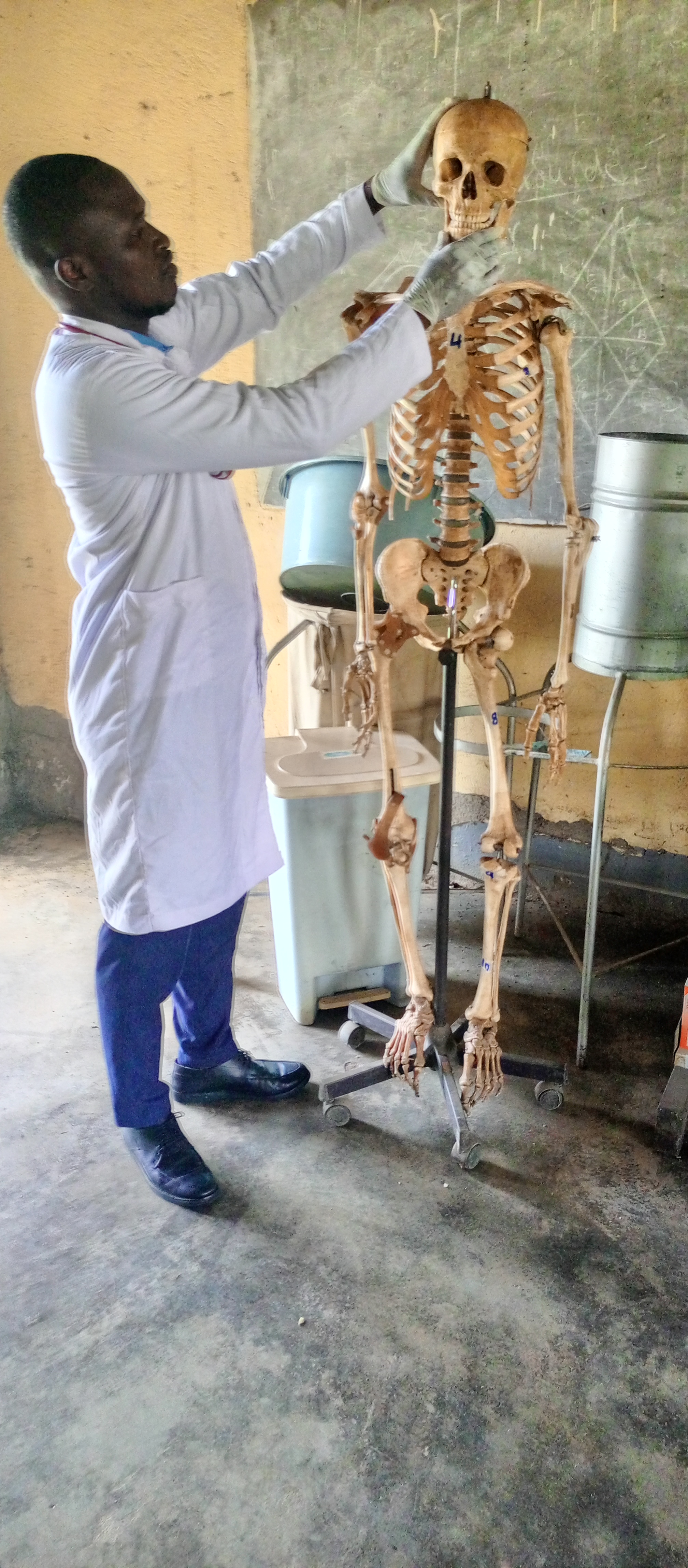 Anatomy Lab — Skeleton Study