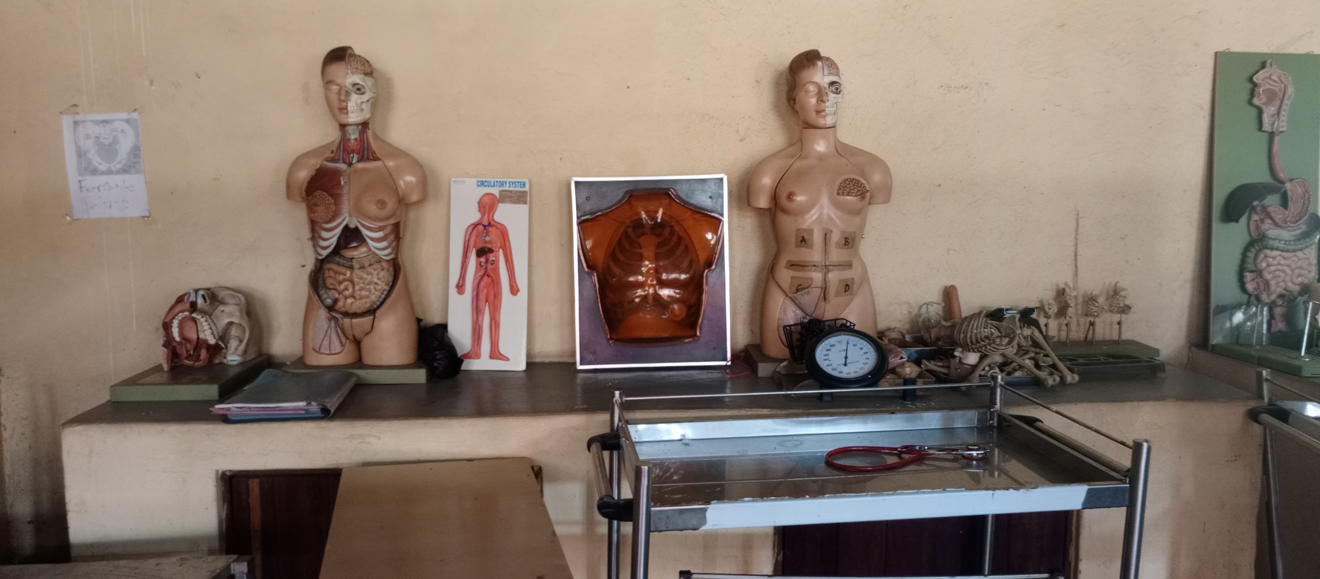 Skills Laboratory — Anatomical Models
